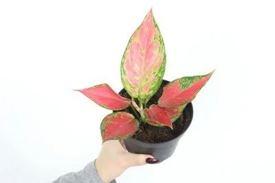 Aglaonema Raudona Elephant aprašymas - Prekės nuotrauka