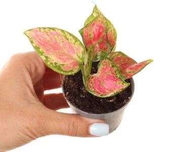 Aglaonema Raudona Master aprašymas - Prekės nuotrauka