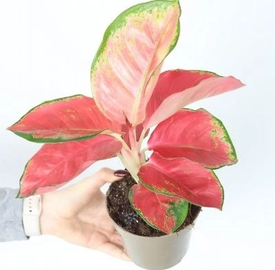 Aglaonema Sidabrinis Cherry aprašymas - Prekės nuotrauka