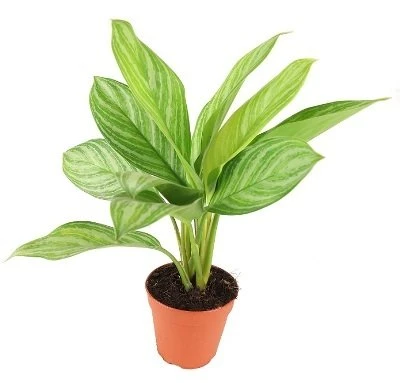 Aglaonema Sidabrinis Stripes aprašymas - Prekės nuotrauka