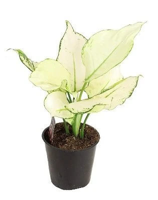 Aglaonema Super Baltas aprašymas - Prekės nuotrauka