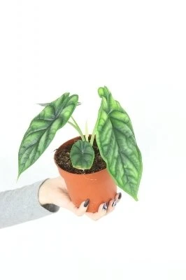 Alocasia Baginda Dragon scale aprašymas - Prekės nuotrauka