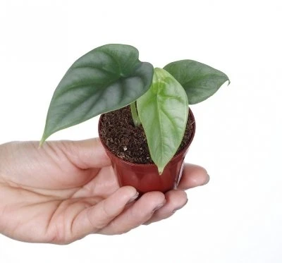 Alocasia baginda Sidabrinis Dragon aprašymas - Prekės nuotrauka