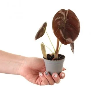 Alocasia cuprea Raudona Secret aprašymas - Prekės nuotrauka