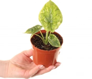 Alocasia Dragon Scale Mint Variegata aprašymas - Prekės nuotrauka