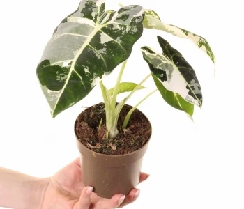 Alocasia micholitziana Frydek Variegata aprašymas - Prekės nuotrauka