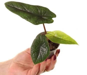 Alocasia scalprum aprašymas - Prekės nuotrauka
