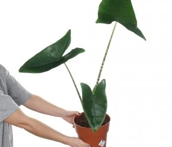 Alocasia zebrina aprašymas - Prekės nuotrauka