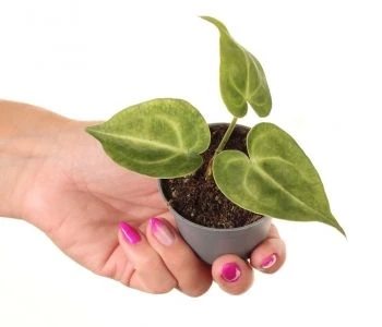 Anthurium clarinervium aprašymas - Prekės nuotrauka