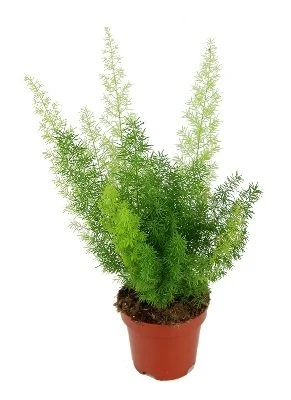 Asparagus densiflorus Meyers aprašymas - Prekės nuotrauka