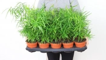 Asparagus Falcatus aprašymas - Prekės nuotrauka