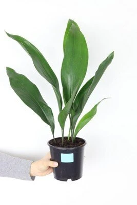 Aspidistra elatior aprašymas - Prekės nuotrauka