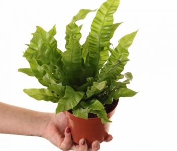 Asplenium nidus Crispy Wave aprašymas - Prekės nuotrauka