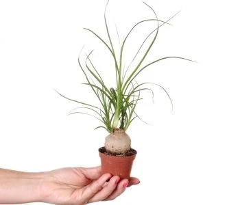 Beaucarnea recurvata aprašymas - Prekės nuotrauka