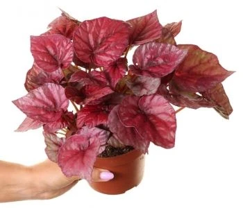 Begonia Inca Flame aprašymas - Prekės nuotrauka