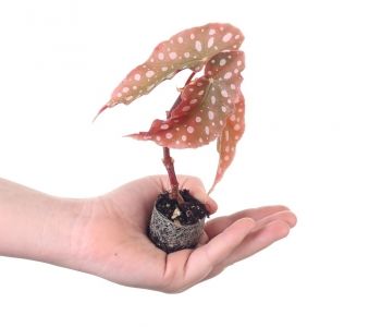 Begonia maculata aprašymas - Prekės nuotrauka