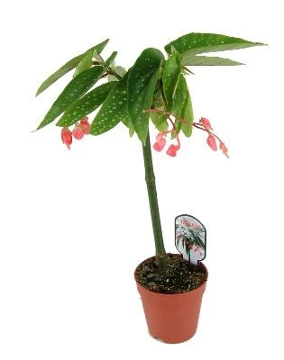 Begonia maculata Tamaya aprašymas - Prekės nuotrauka