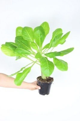 Brighamia insignis aprašymas - Prekės nuotrauka