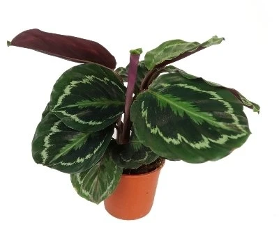 Calathea Medallion aprašymas - Prekės nuotrauka
