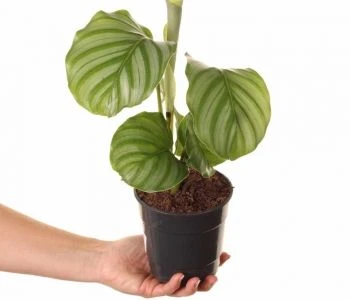 Calathea orbifolia aprašymas - Prekės nuotrauka