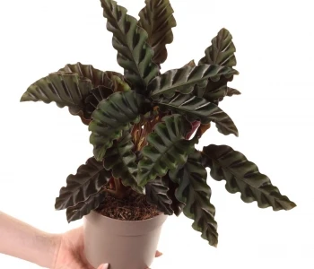 Calathea Velvet Glory aprašymas - Prekės nuotrauka