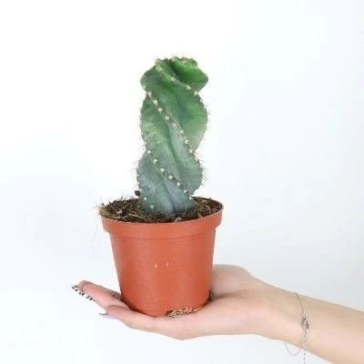 Cereus forbesii Spiralis aprašymas - Prekės nuotrauka