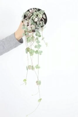 Ceropegia woodii VARIEGATA aprašymas - Prekės nuotrauka