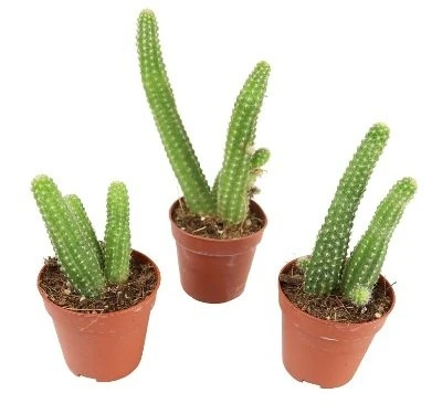 Chamaecereus silvestrii aprašymas - Prekės nuotrauka