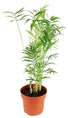 Chamaedorea elegans aprašymas - Prekės nuotrauka