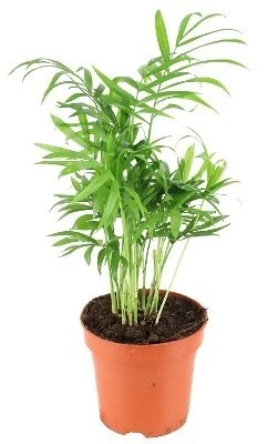 Chamaedorea elegans aprašymas - Prekės nuotrauka