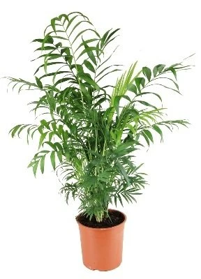 Chamaedorea elegans aprašymas - Prekės nuotrauka