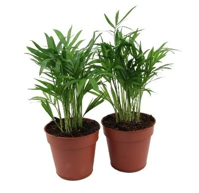 Chamaedorea elegans aprašymas - Prekės nuotrauka