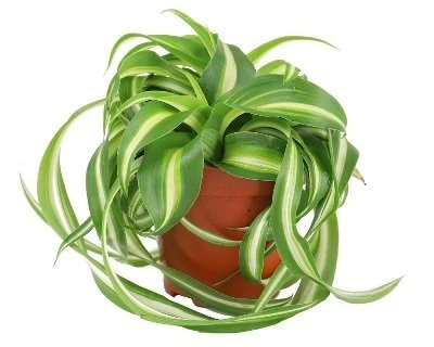 Chlorophytum comosum Bonnie aprašymas - Prekės nuotrauka