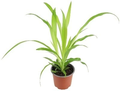 Chlorophytum Lemon aprašymas - Prekės nuotrauka