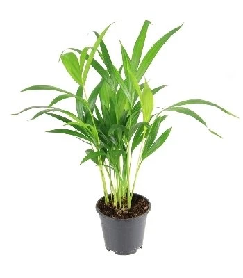 Chrysolidocarpus lutescens aprašymas - Prekės nuotrauka