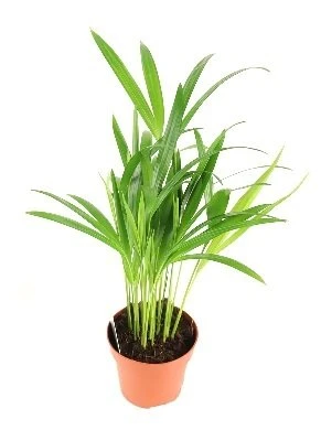 Chrysolidocarpus lutescens aprašymas - Prekės nuotrauka
