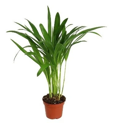 Chrysolidocarpus lutescens aprašymas - Prekės nuotrauka