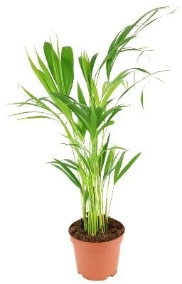 Chrysolidocarpus lutescens aprašymas - Prekės nuotrauka