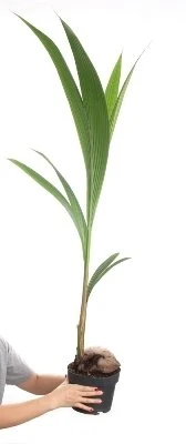 Coco nucifera aprašymas - Prekės nuotrauka