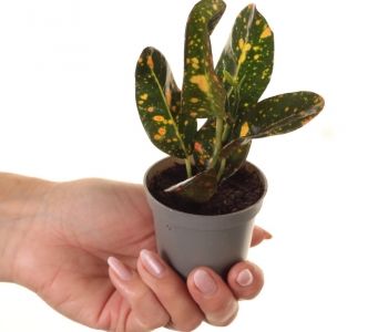 Codiaeum variegatum Mammi aprašymas - Prekės nuotrauka