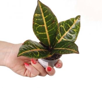 Codiaeum variegatum Petra aprašymas - Prekės nuotrauka
