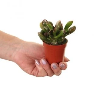 Crassula ovata Raudona Hoorn Tree aprašymas - Prekės nuotrauka