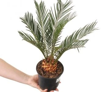 Cycas Revoluta aprašymas - Prekės nuotrauka