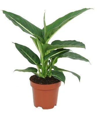 Dieffenbachia Žalias Magic aprašymas - Prekės nuotrauka