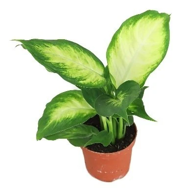 Dieffenbachia maculata Camilla aprašymas - Prekės nuotrauka