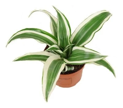 Dracaena Fragrans Baltas Jewel aprašymas - Prekės nuotrauka
