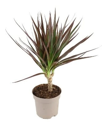 Dracaena marginata Magenta aprašymas - Prekės nuotrauka