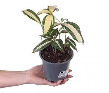 Dracaena surculosa Milky Way aprašymas - Prekės nuotrauka