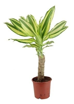 Dracena wonna Geltona Coast aprašymas - Prekės nuotrauka