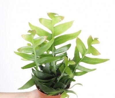 Epiphyllum chrysocardium aprašymas - Prekės nuotrauka